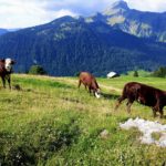 Vache dans les champs en montagne
