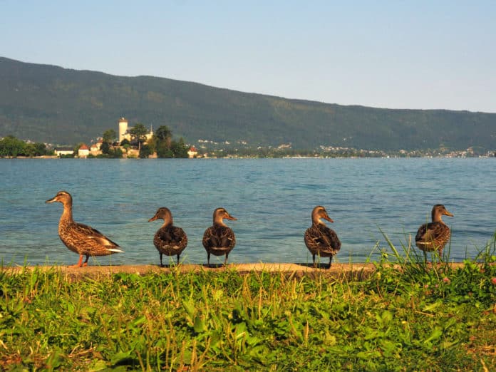 Nourrir les canards Annecy