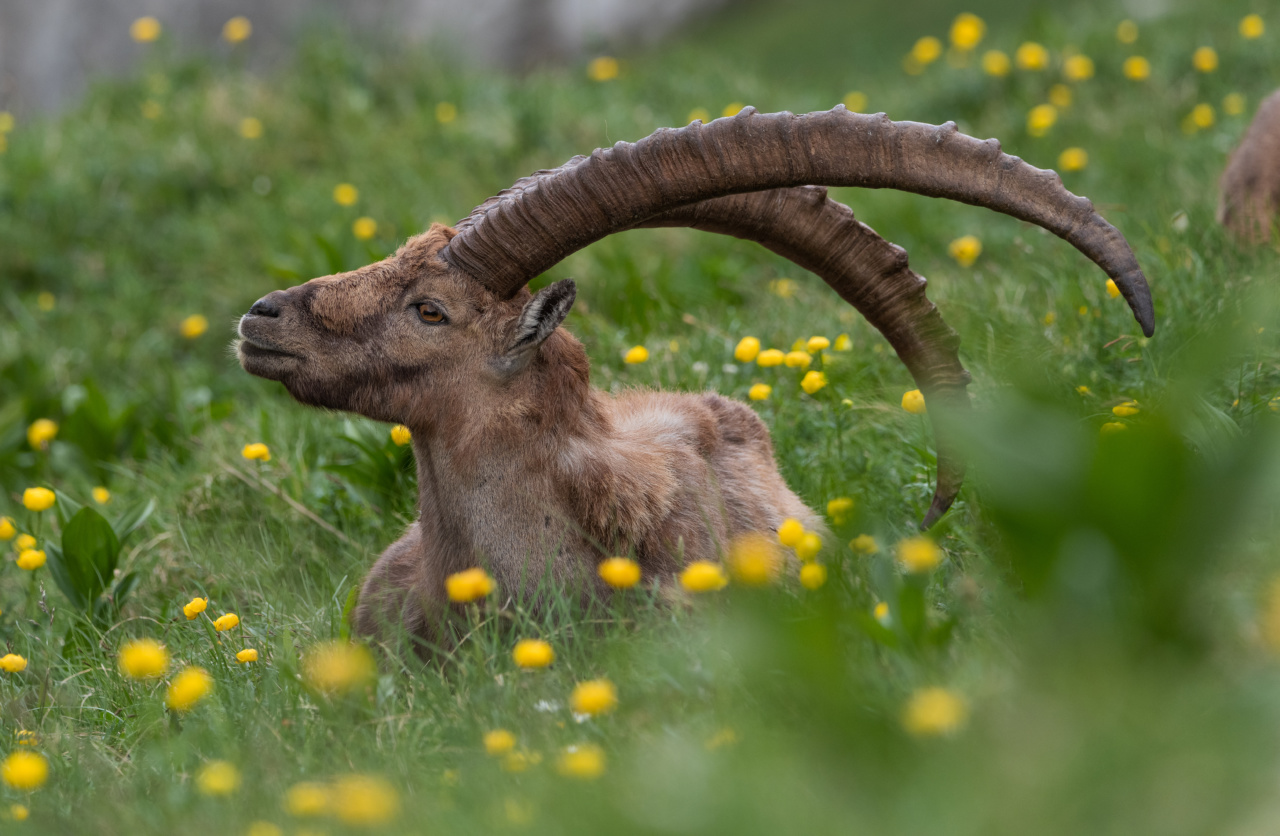 Où voir des bouquetins en Haute-Savoie ?