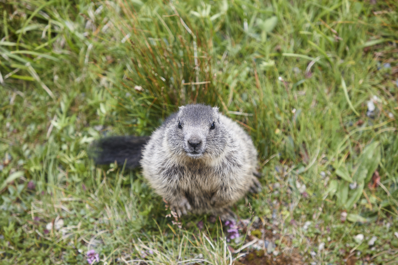 Où voir des marmottes en Haute-Savoie ?