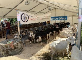 Que faire ce week-end à Annecy ?