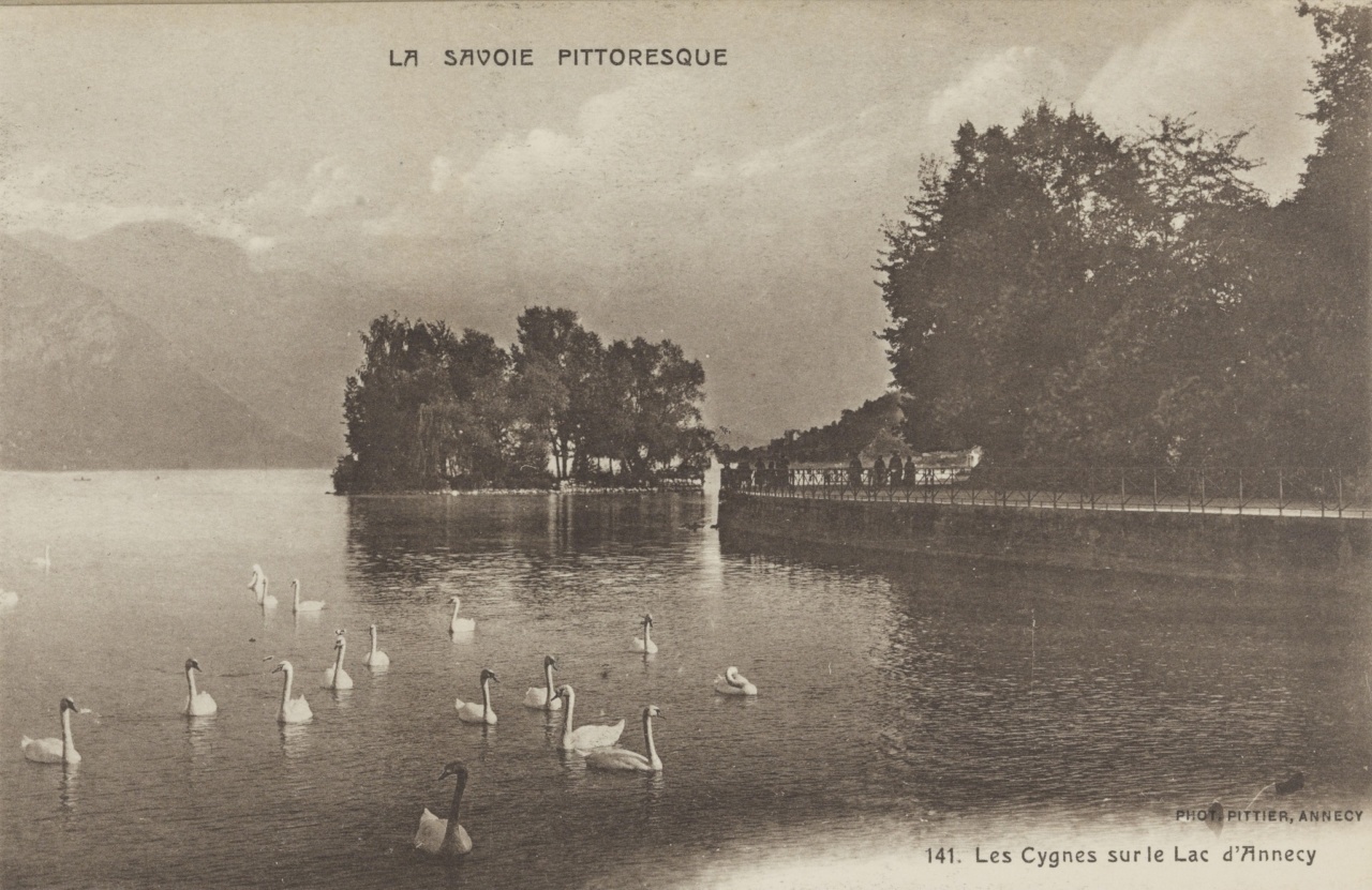 Cygnes Annecy