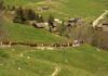 Montées aux alpages 2025 Haute-Savoie