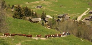 Montées aux alpages 2025 Haute-Savoie