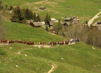Montées aux alpages 2025 Haute-Savoie