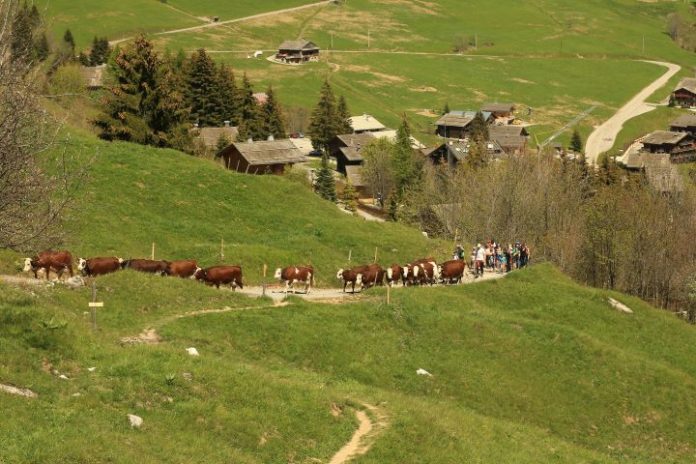 Montées aux alpages 2025 Haute-Savoie