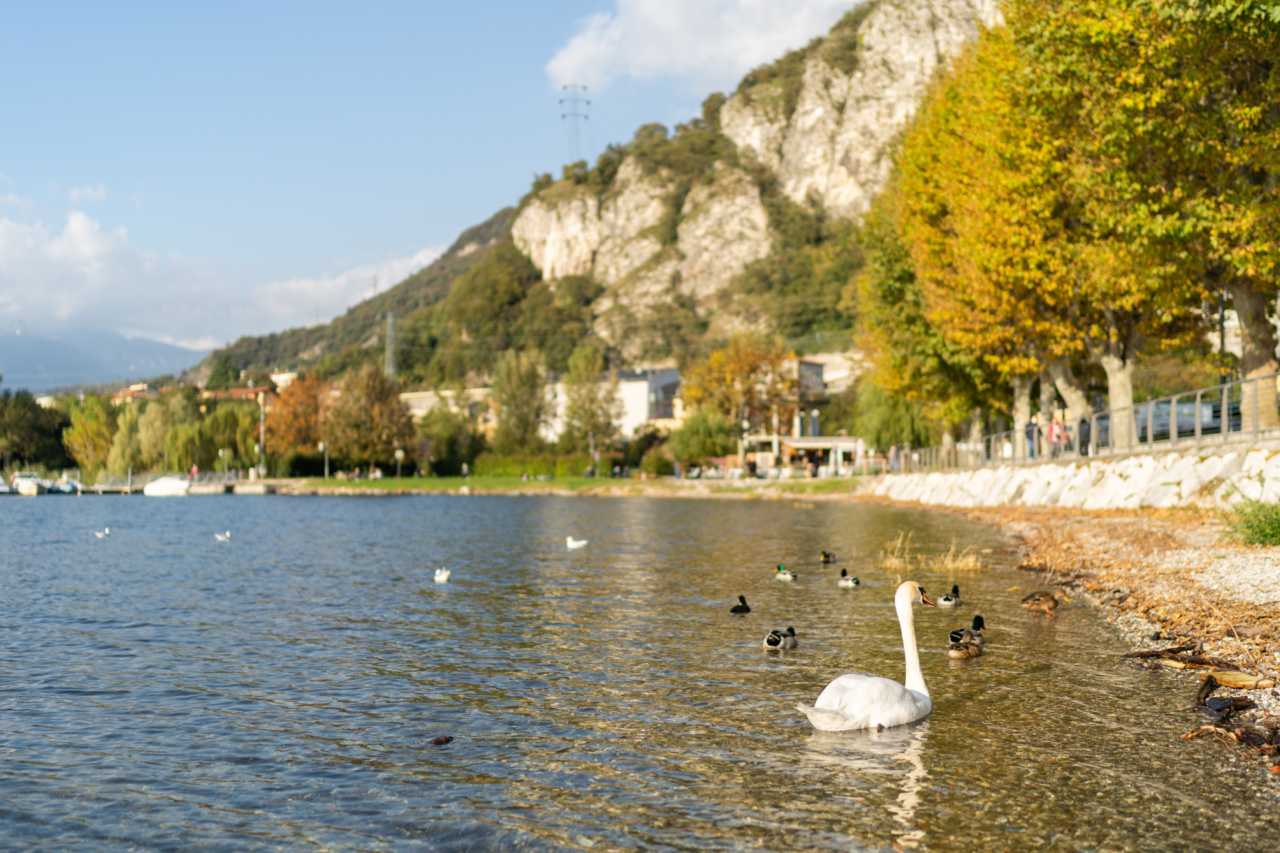 Cygnes lac d'Annecy
