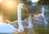 Cygnes lac Annecy