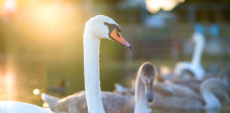 Cygnes lac Annecy