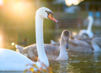 Cygnes lac Annecy