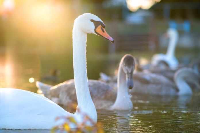 Cygnes lac Annecy