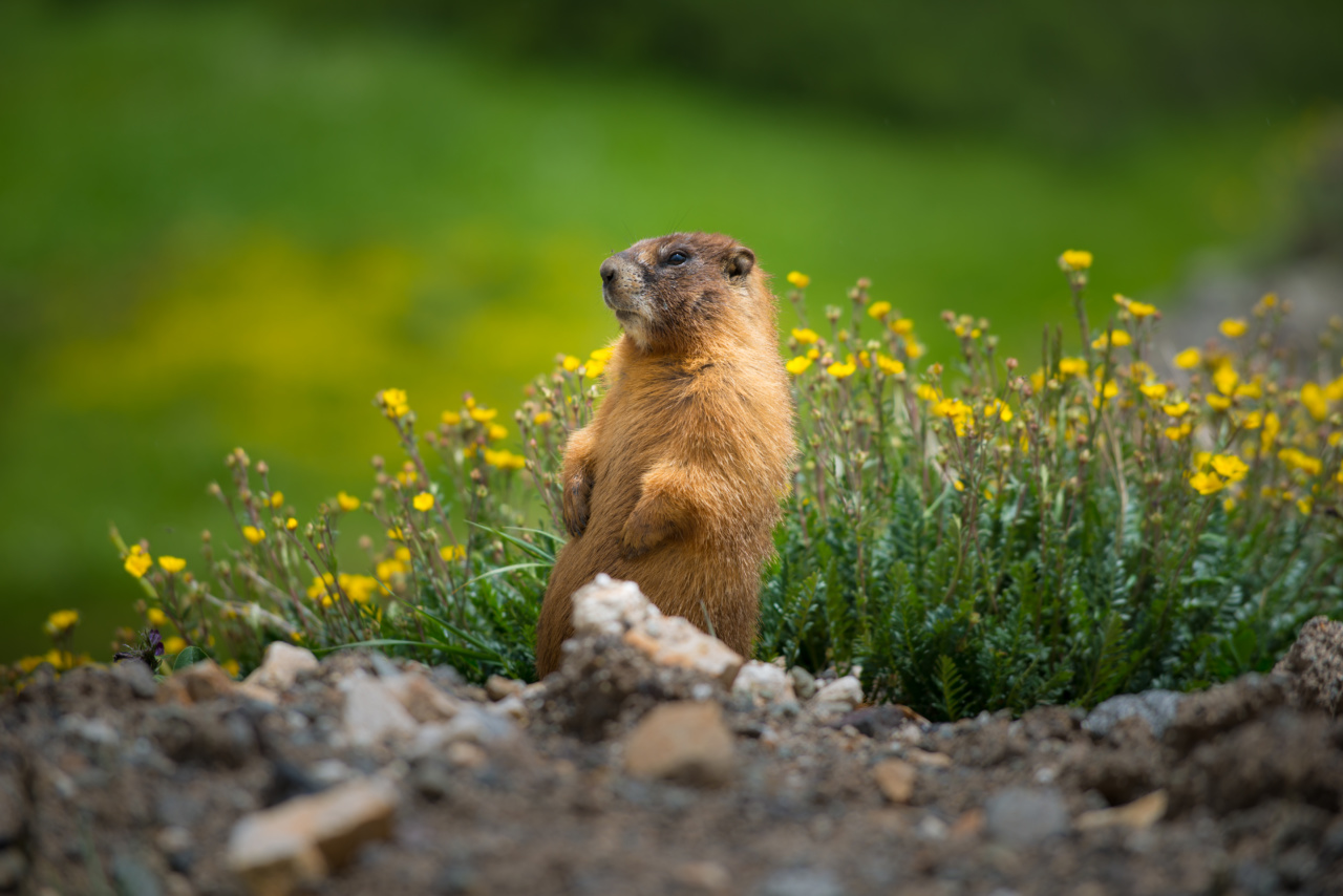 Marmottes Haute-Savoie