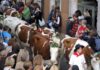 Retour des alpages Annecy 2025