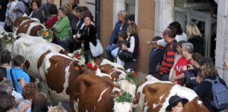 Retour des alpages Annecy 2025