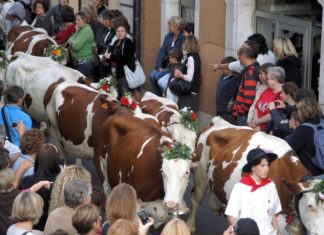Retour des alpages Annecy 2025