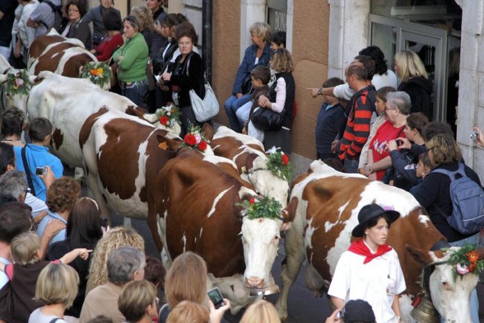 Retour des alpages Annecy 2025