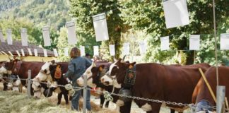 Foire St-Maurice Thônes 2025