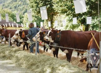 Foire St-Maurice Thônes 2025