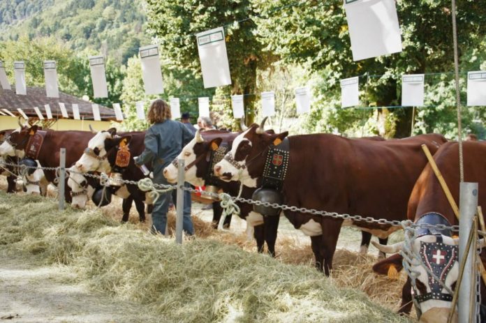 Foire St-Maurice Thônes 2025