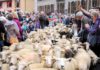 Retour des alpages Annecy 2025