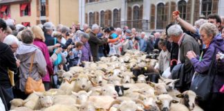 Retour des alpages Annecy 2025