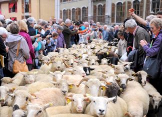 Retour des alpages Annecy 2025