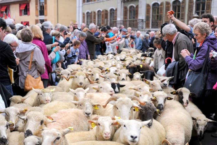 Retour des alpages Annecy 2025
