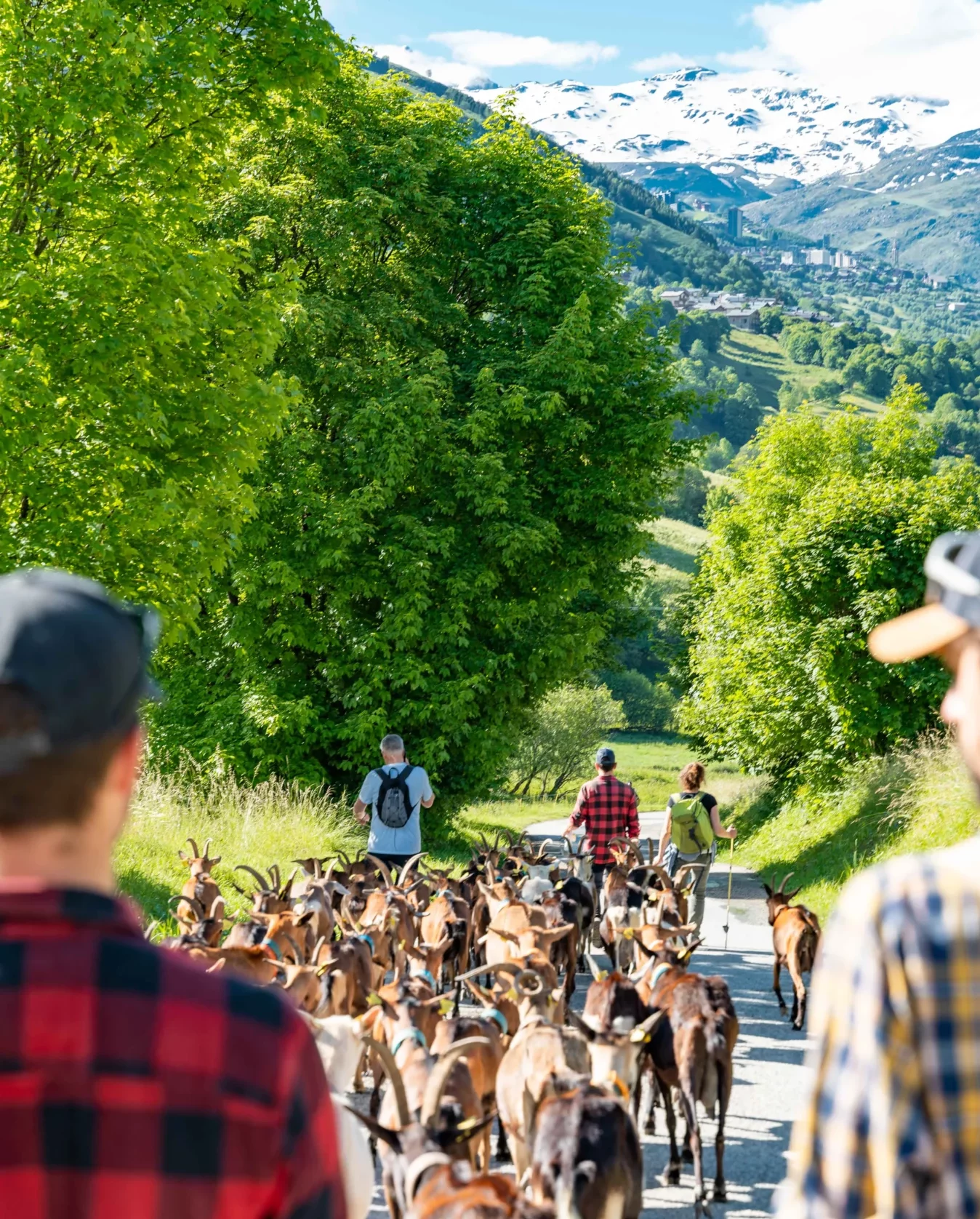 Montées en alpage 2026 Haute-Savoie