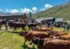 Montées en alpage Haute-Savoie et Savoie 2026