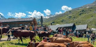 Montées en alpage Haute-Savoie et Savoie 2026