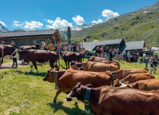 Montées en alpage Haute-Savoie et Savoie 2026