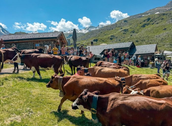 Montées en alpage Haute-Savoie et Savoie 2026