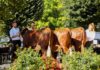 Foire Saint-Maurice 2026 de Thônes : les infos de cette fête traditionnelle incontournable près d’Annecy ! Foire Saint-Maurice de Thônes