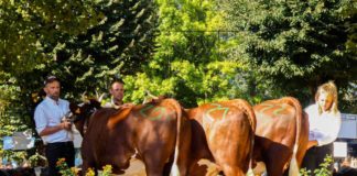 Foire Saint-Maurice 2026 de Thônes : les infos de cette fête traditionnelle incontournable près d’Annecy ! Foire Saint-Maurice de Thônes