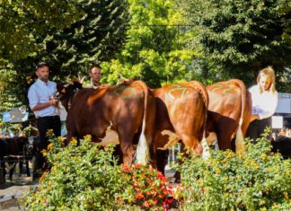 Foire Saint-Maurice 2026 de Thônes : les infos de cette fête traditionnelle incontournable près d’Annecy ! Foire Saint-Maurice de Thônes