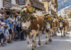 Les 3 derniers retours des alpages à voir en Haute-Savoie cet automne ! Retours des alpages Haute-Savoie