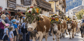 Les 3 derniers retours des alpages à voir en Haute-Savoie cet automne ! Retours des alpages Haute-Savoie