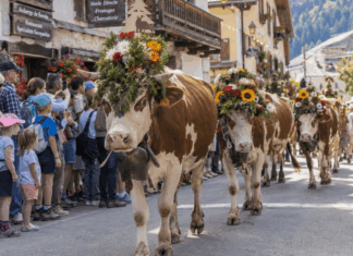 Les 3 derniers retours des alpages à voir en Haute-Savoie cet automne ! Retours des alpages Haute-Savoie
