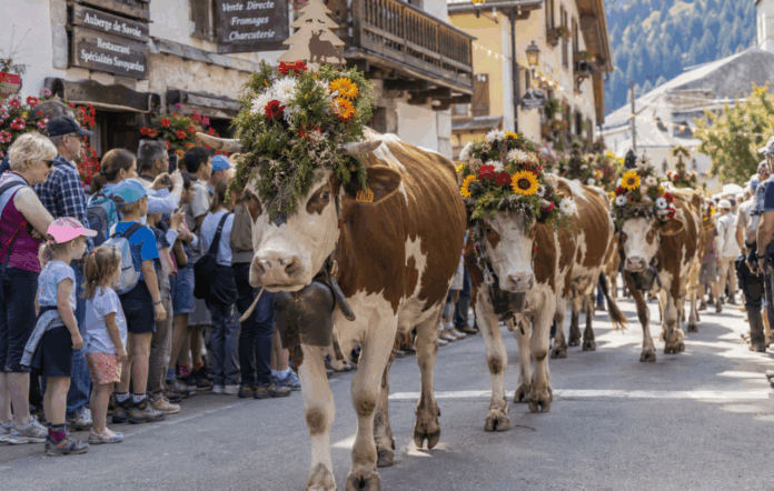 Retours des alpages Haute-Savoie