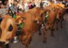 Retour des alpages Annecy 2026