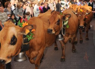 Retour des alpages Annecy 2026