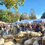 L’Ancileviennerie d’Annecy 2026 : programme, soirée & animations Ancileviennerie Annecy 2026